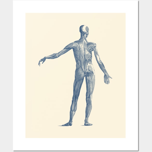 Human Muscular System - Vintage Anatomy Wall Art by Vintage Anatomy Prints